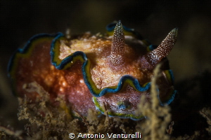 Glossodoris cincta nudibranch_Nha Trang_Jan2024
(Canon10... by Antonio Venturelli 